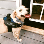 Personalized No Pull Dog Harness